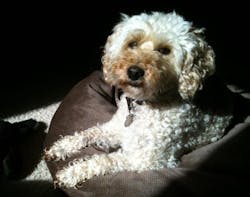 Scooter Maria Perno Goldie Scooter Maria Perno Goldie