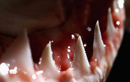 Shark Teeth Es