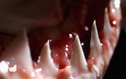 Shark Teeth Es Shark Teeth Es