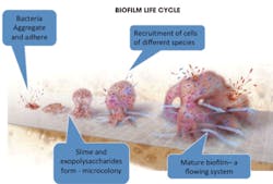 Siebertarticle Siebertarticle