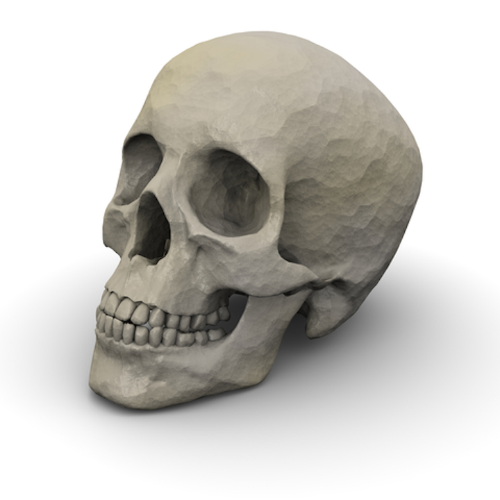 Skull