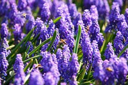 Spring Bees Spring Bees