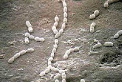 Streptococcus Gordonii Fo