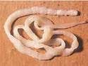 Tapeworm Fo Tapeworm Fo