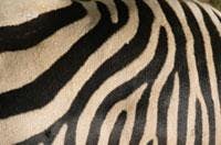 Th 0511wdjafr05 Th 0511wdjafr05