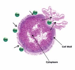 Th 0701wdjtreatingcaries04 Th 0701wdjtreatingcaries04