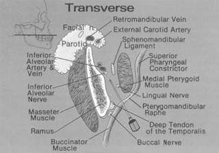 lingual paresthesia from nerve injection