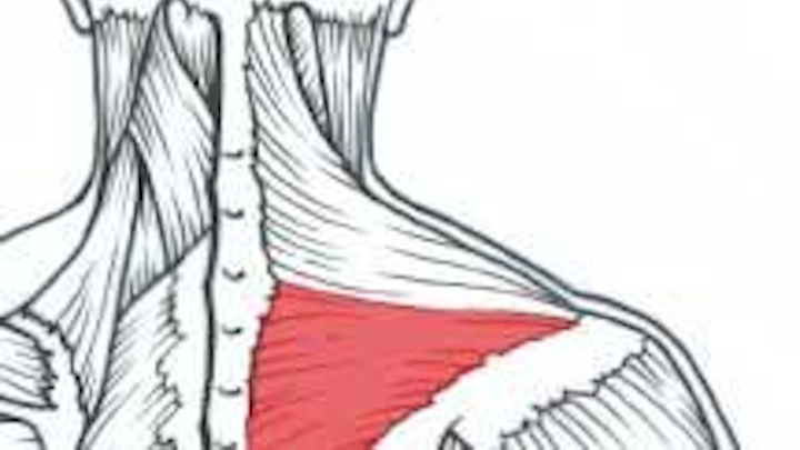 Th 163631