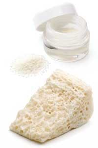 Th Zimmer Allocorticalpartic Th Zimmer Allocorticalpartic