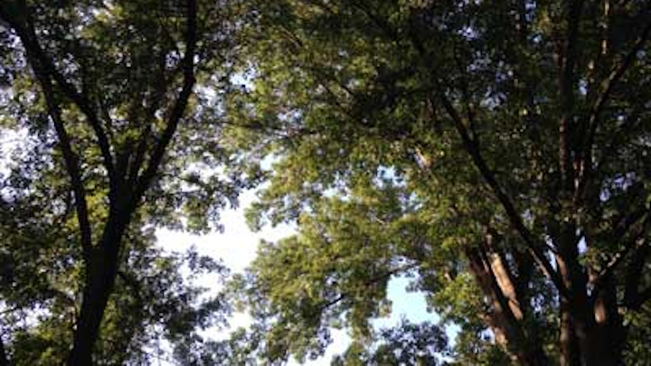 Treeswithsunlight Vickicheeseman