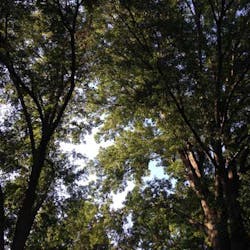 Treeswithsunlight Vickicheeseman Treeswithsunlight Vickicheeseman