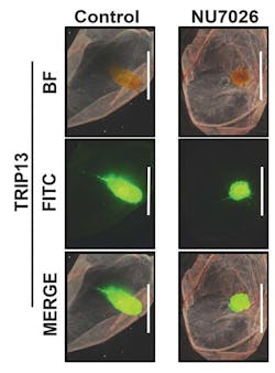 Um Trip13 Fig 7e Um Trip13 Fig 7e