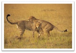 Wrestling Cheetahs Fo Wrestling Cheetahs Fo