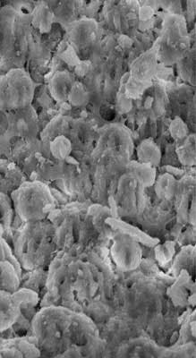 15nov5bc Musikant01 15nov5bc Musikant01