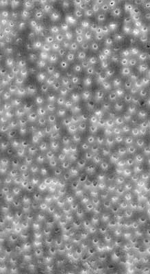 15nov5bc Musikant03 15nov5bc Musikant03