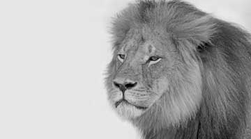 Content Dam Diq Online Articles 2016 01 16jan21pia Froum Clintip Cecil Dreamstime Article Thumbnail