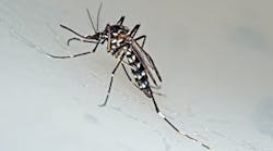 Content Dam Diq Online Articles 2016 02 Mosquito Yellow Fever Thumb Content Dam Diq Online Articles 2016 02 Mosquito Yellow Fever Thumb