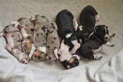 Content Dam Diq Print Articles Volume 3 Issue 2 1601apxedn P01 Content Dam Diq Print Articles Volume 3 Issue 2 1601apxedn P01