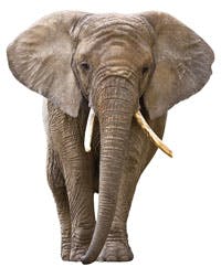 Kelschcdhainside Kelschcdhainside