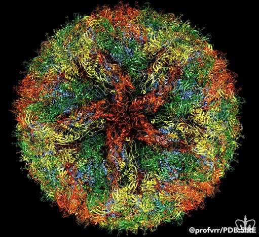 Zika Virus Colors