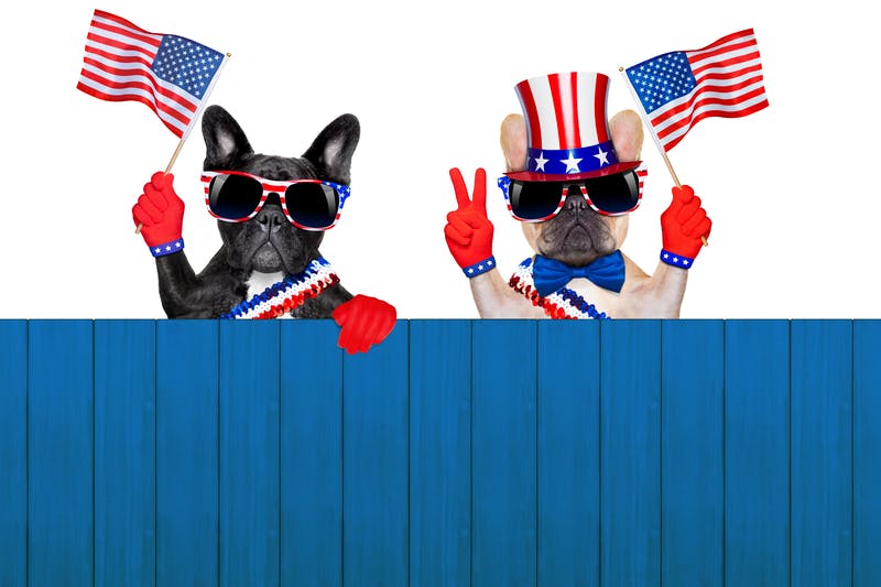 Dental Election Dogs 2