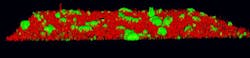 Uol Biofilm 1 Uol Biofilm 1
