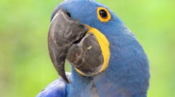 Content Dam Diq Online Articles 2017 03 Parrot 1 Content Dam Diq Online Articles 2017 03 Parrot 1