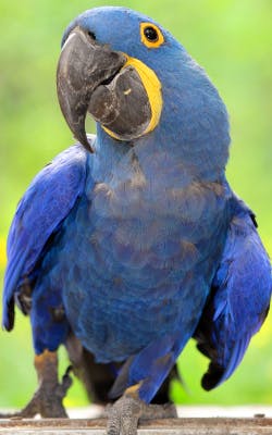 Parrot Parrot