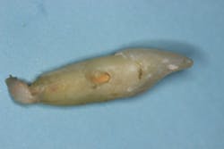 17jun1bcsimmons P09 17jun1bcsimmons P09