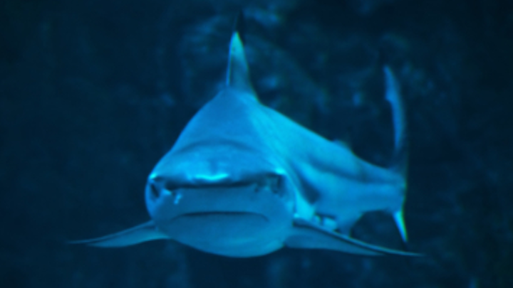 Content Dam Diq Online Articles 2017 07 Shark Head On Dreamstime Thumb