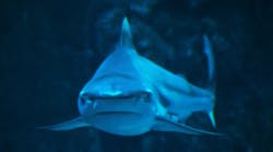 Content Dam Diq Online Articles 2017 07 Shark Head On Dreamstime Thumb Content Dam Diq Online Articles 2017 07 Shark Head On Dreamstime Thumb