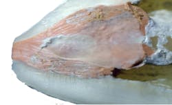 17nov2bcbuchanan P04a 17nov2bcbuchanan P04a