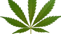 Content Dam Diq Online Articles 2018 01 Marijuana Leaf 1