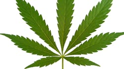 Content Dam Diq Online Articles 2018 01 Marijuana Leaf 1 Content Dam Diq Online Articles 2018 01 Marijuana Leaf 1