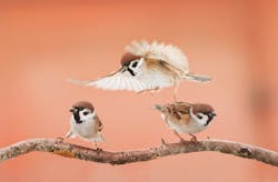 Heglund Team Dynamics Heglund Team Dynamics