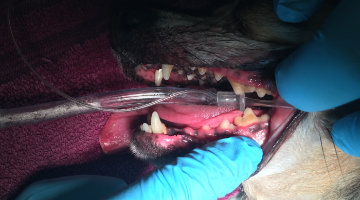 Content Dam Diq Online Articles 2018 05 Viger Vet Dental Diqthumb