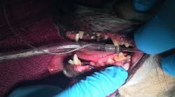 Content Dam Diq Online Articles 2018 05 Viger Vet Dental Diqthumb