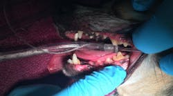 Content Dam Diq Online Articles 2018 05 Viger Vet Dental Diqthumb Content Dam Diq Online Articles 2018 05 Viger Vet Dental Diqthumb