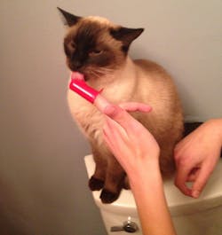 Viger Vet Dental Viger Vet Dental