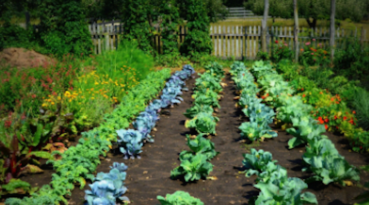 Content Dam Diq Online Articles 2018 08 Garden 1