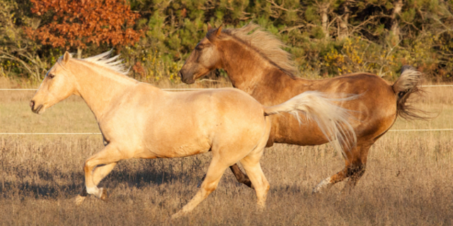 Horse Therapy 2