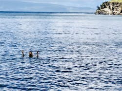 18nov15bcedblog05 18nov15bcedblog05