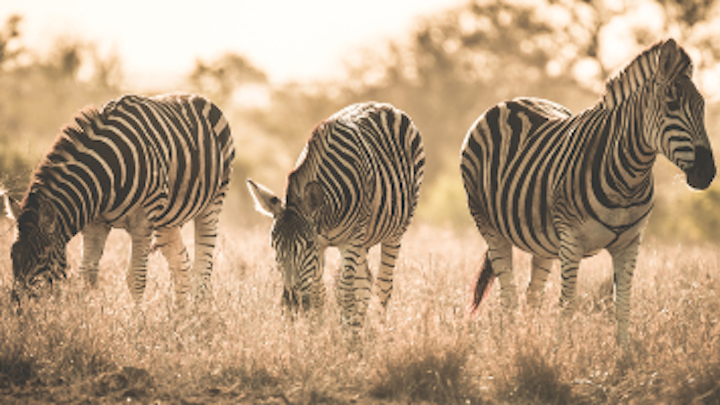Content Dam Diq Online Articles 2018 11 Zebras 1