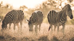 Content Dam Diq Online Articles 2018 11 Zebras 1 Content Dam Diq Online Articles 2018 11 Zebras 1