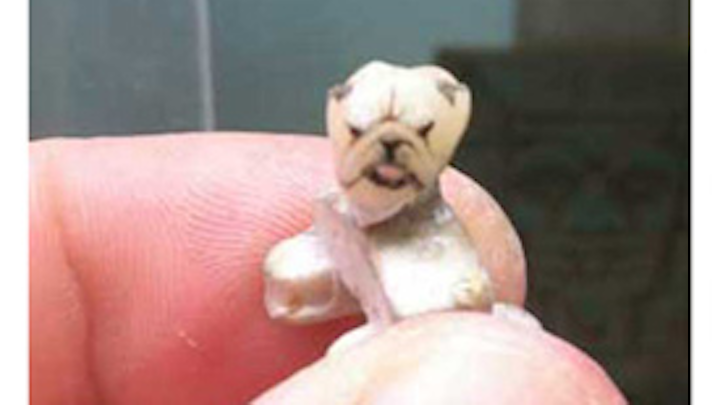 Content Dam Diq En Articles Slideshows 2014 11 Dental Photo Of The Day 16 Leftcolumn Article Thumbnailimage File