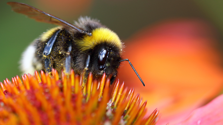 Bumblebee Seed Ball