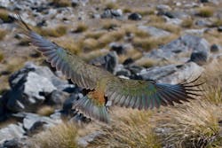 Kea In Flight Mc 5d38c4bcce050 Kea In Flight Mc 5d38c4bcce050
