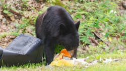 Bear 5ea1deebddb52 Bear 5ea1deebddb52