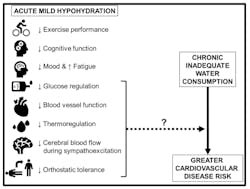 Summary of the physiological consequences of acute mild hypohydration in healthy humans