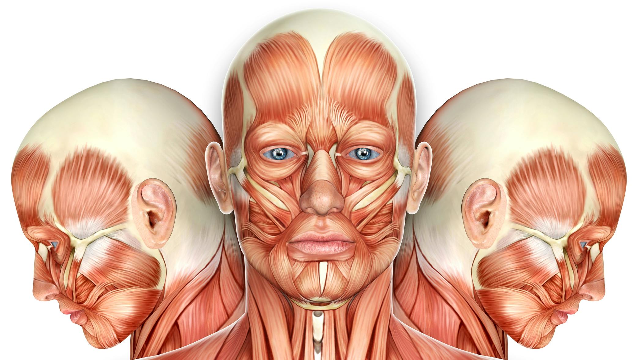 The mouth is connected to a complex system of muscles that are involved in life's most essential functions&mdash;eating and breathing.